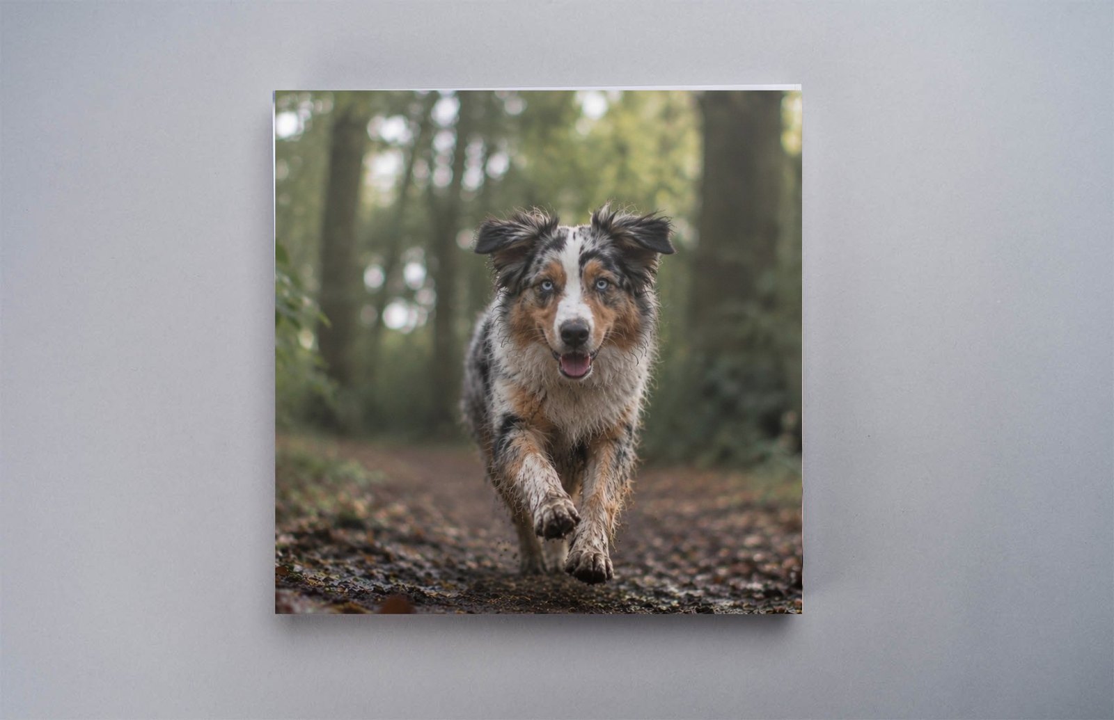 Freestanding acrylic photo block with an Australian Shepherd woodland portrait